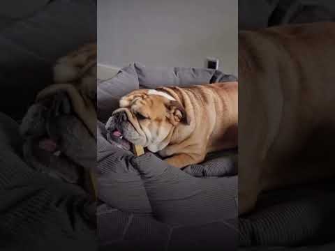 I18n Error: Missing interpolation value "desricption" for "indlæs video {{ desricption }}"