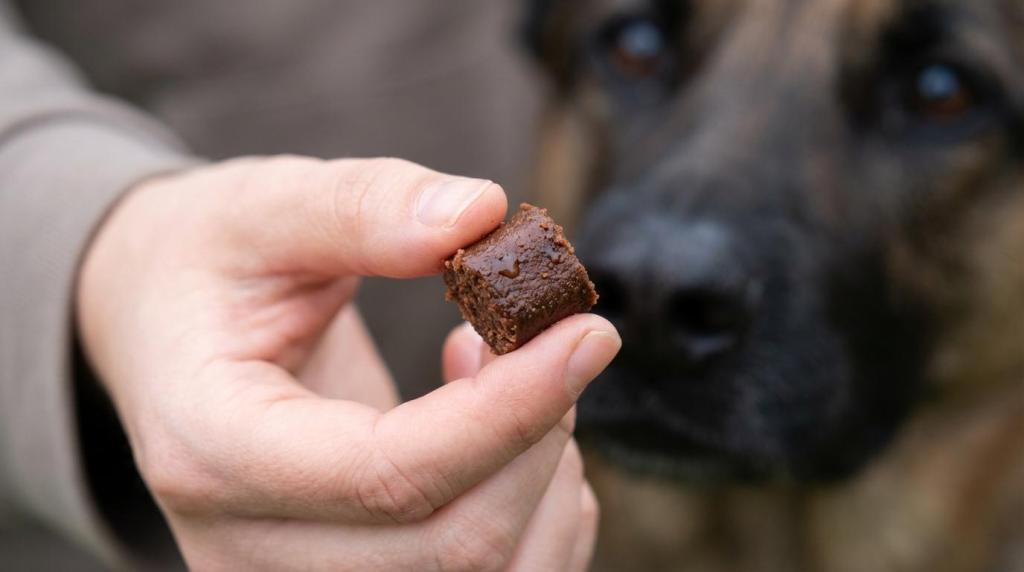 Træningsgodbidder til hund: lav kalorie, høj motivation