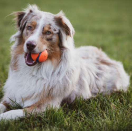 Lakseolie & olier til hunde