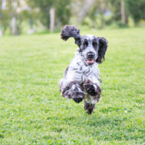 Mellemstor hund (11-25 kg.)