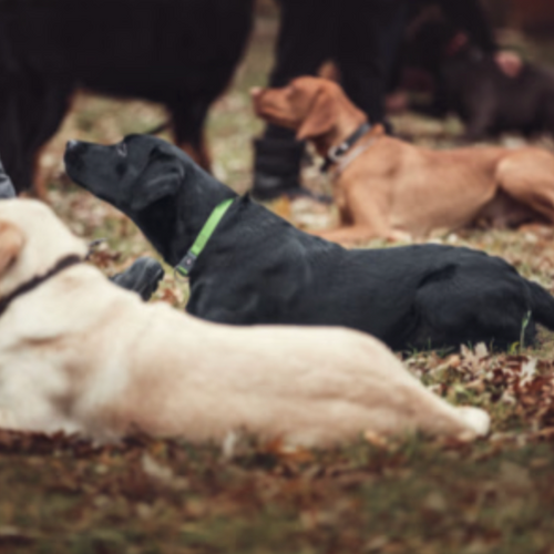 Tilbehør til hundetræning