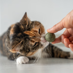 Kattelegetøj med catnip