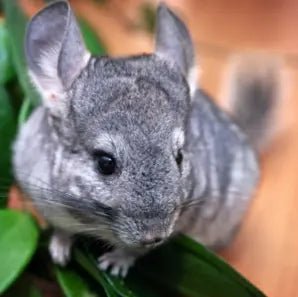 Chinchilla - FjeldgaardShop.dk