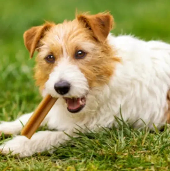 🪥 Dental Sticks - FjeldgaardShop.dk