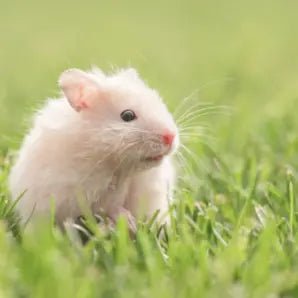 Hamster - FjeldgaardShop.dk