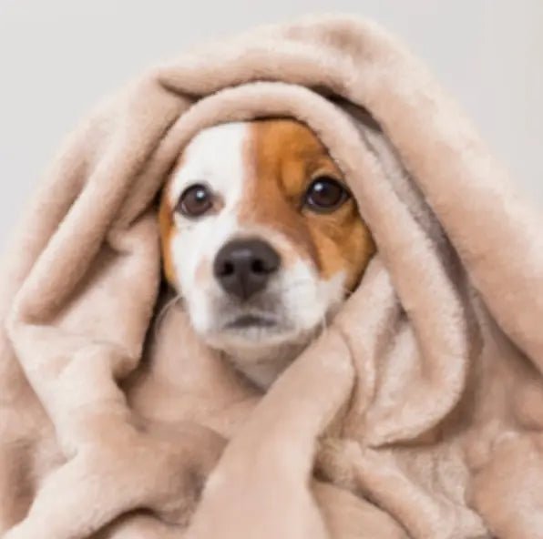 Hundetæppe - FjeldgaardShop.dk