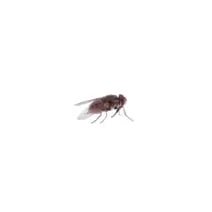 Insekter - FjeldgaardShop.dk