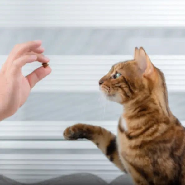 Kattegodbidder - FjeldgaardShop.dk