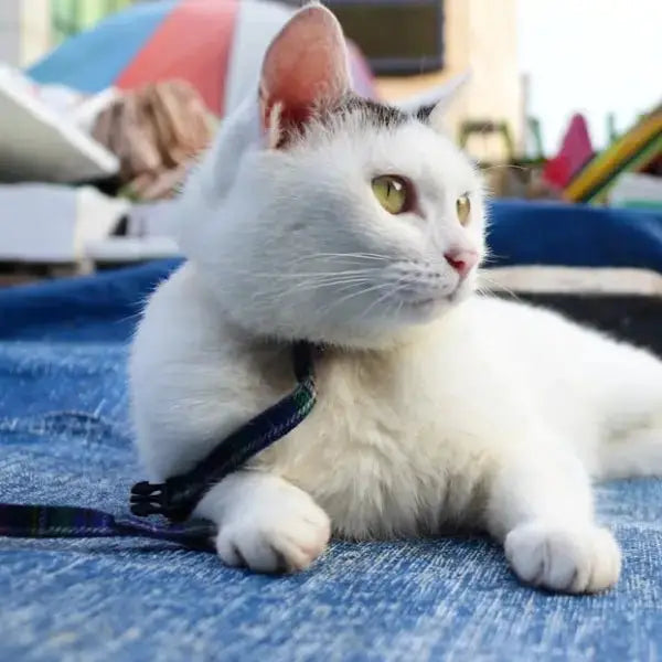 Katteseler - FjeldgaardShop.dk