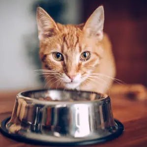 Katteskåle & tilbehør - FjeldgaardShop.dk