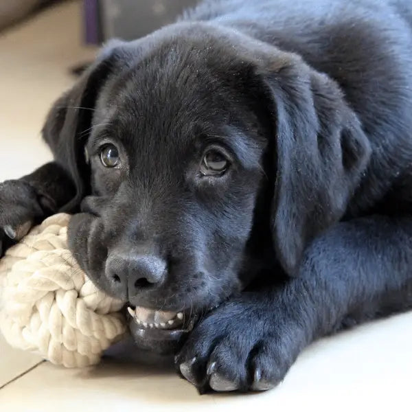 Legetøj til hund og kat - FjeldgaardShop.dk