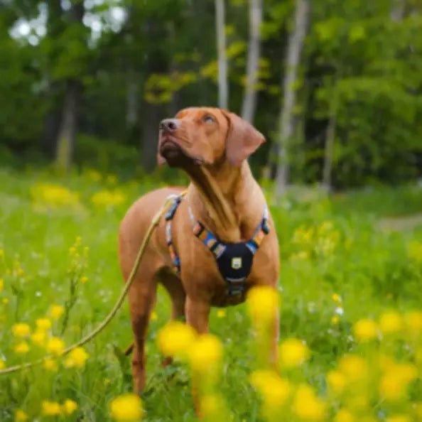Liner, seler & halsbånd - FjeldgaardShop.dk