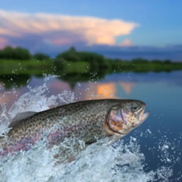 Natursnacks Fisk - FjeldgaardShop.dk