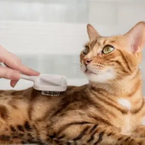 Pleje til katte - FjeldgaardShop.dk