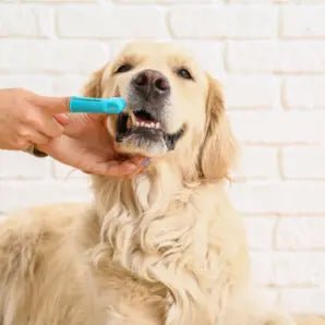 Tandpleje til hunde - FjeldgaardShop.dk