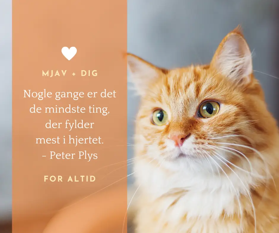 Calibra VD Cat can Diabetes 200 gr. by Calibra