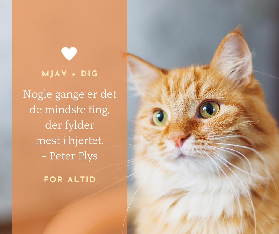 Calibra VD Cat can Diabetes 200 gr.