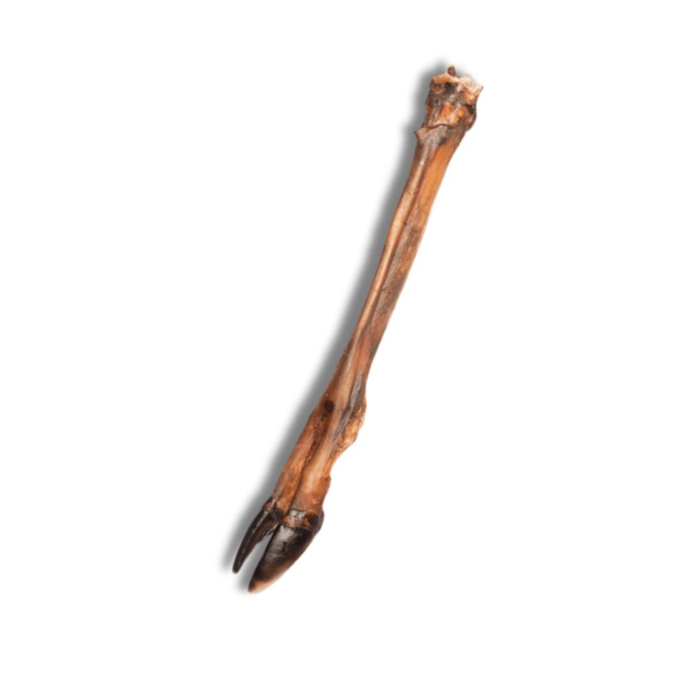 Snack'it Krondyrunderben 1 stk.(EU) - FjeldgaardShop.dk Natursnacks Vildt Snack'it