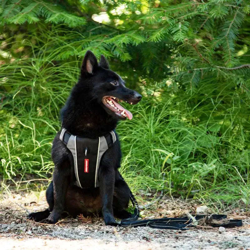 EzyDog X-Link™ Hundesele – Sort (UDGÅR) by Ezydog