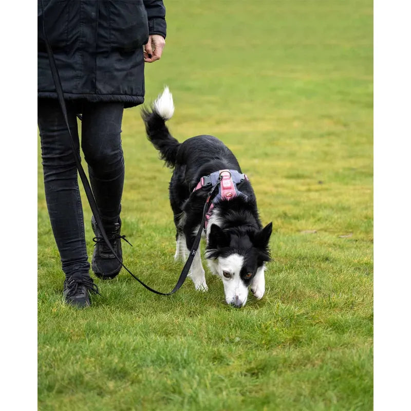 EzyDog Track 'N' Train Koppel – 4,9 meter (UDGÅR) - FjeldgaardShop.dk Hundesnor Ezydog