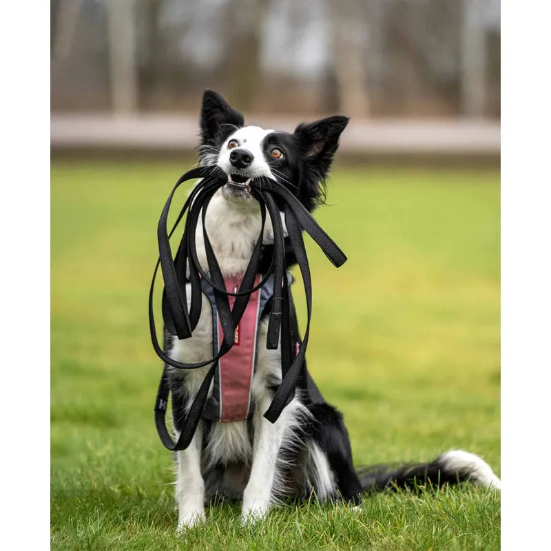 EzyDog Track 'N' Train Koppel – 4,9 meter (UDGÅR) - FjeldgaardShop.dk Hundesnor Ezydog