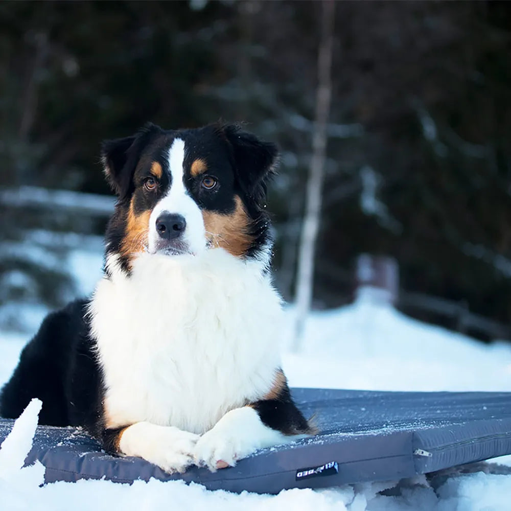 Bia Udendørsmadras 50x60x5 cm.(EU) - FjeldgaardShop.dk Hundepude Bia