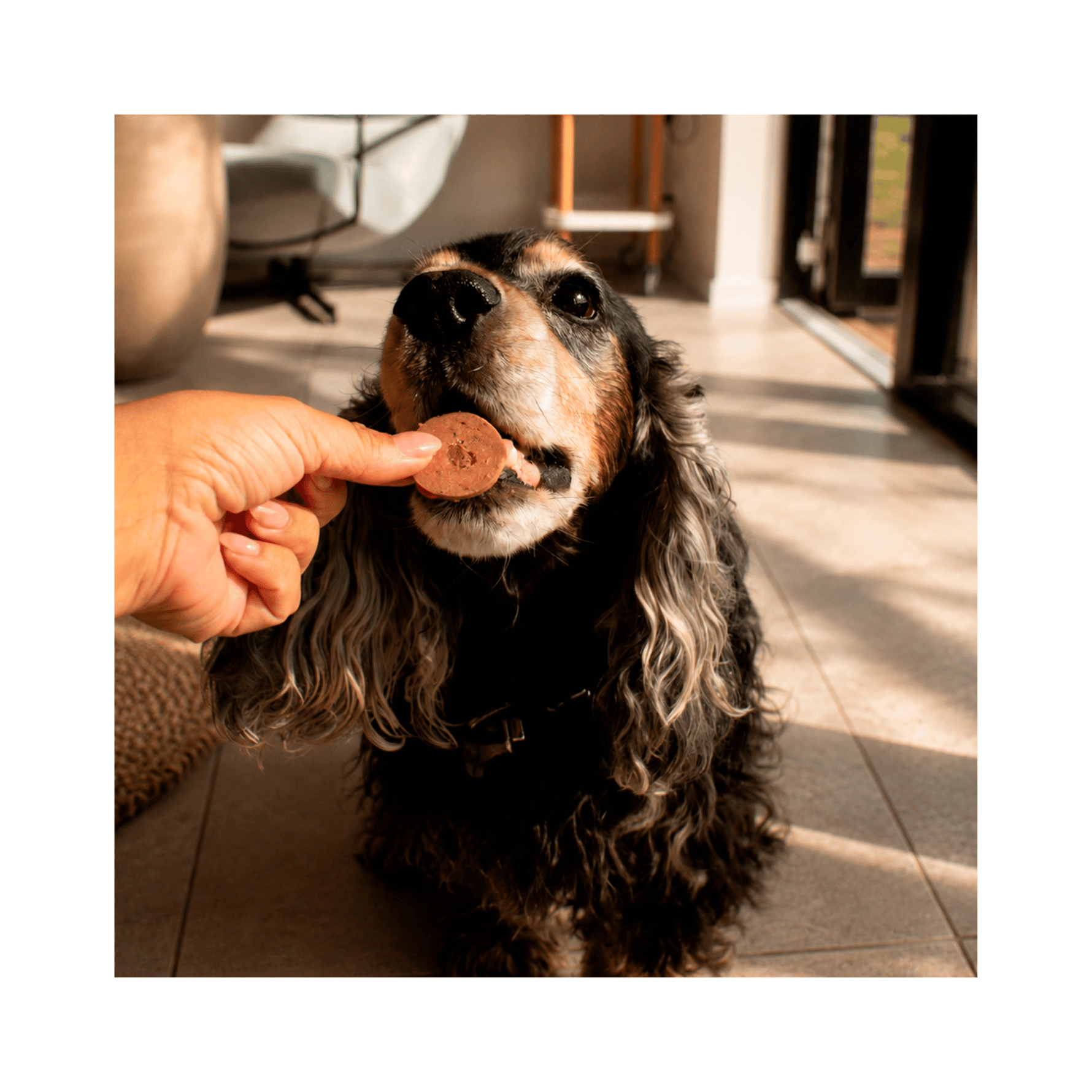 Feed’it & Treat Pure Chicken foderpølse med 92 procent kylling til hund og kat