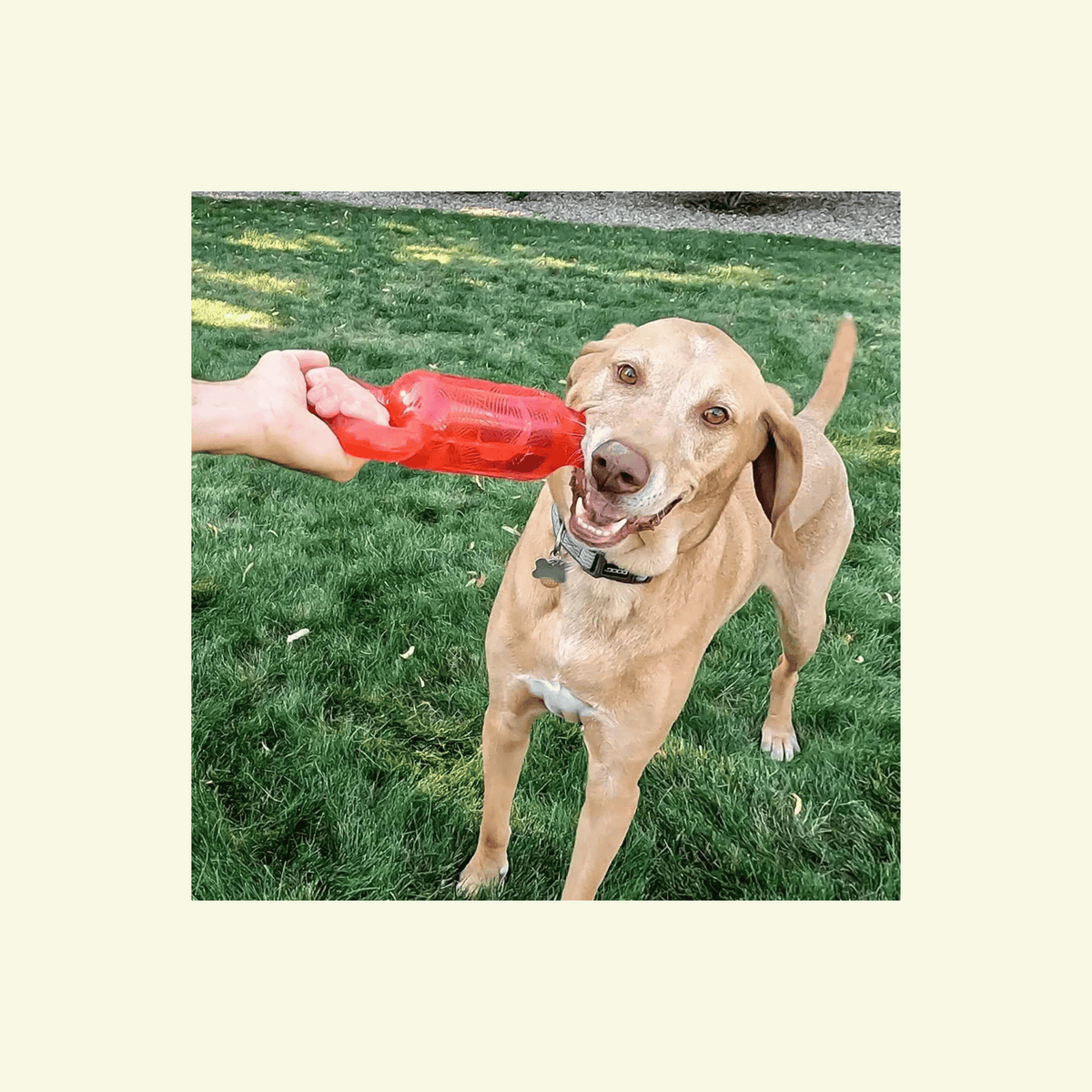 Kong Jumbler Tug