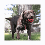 KONG Wavz Bunji Ball M apportlegetøj til hund med håndtag til kasteleg og vandleg