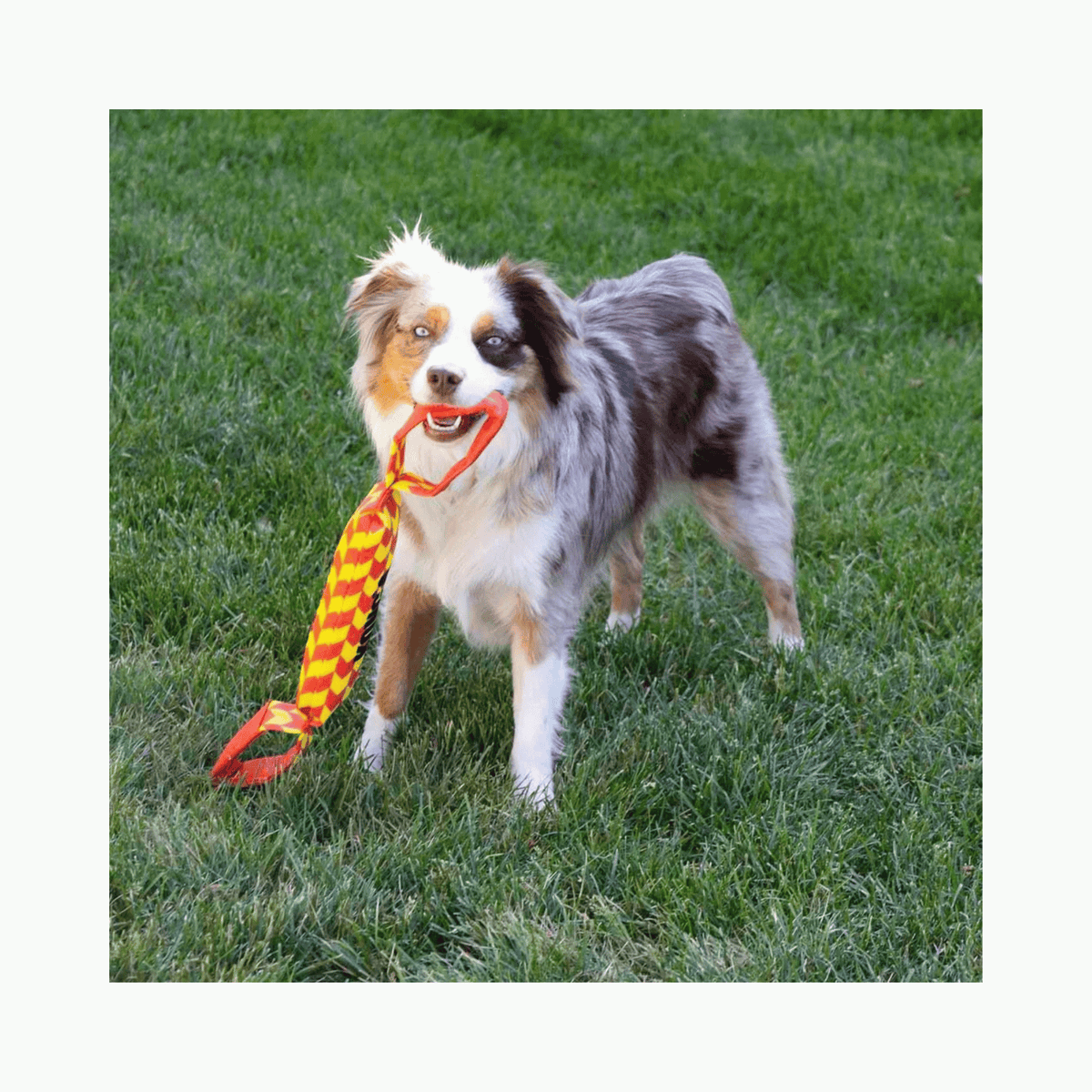 KONG MAXX Tug 57 x 6,5 x 6,5 cm robust træklegetøj til hund med håndtag
