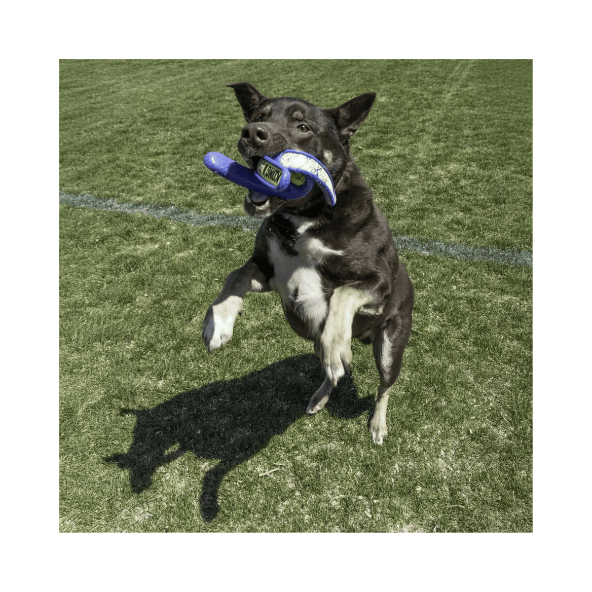 KONG Whirlz Throw M/L spiralformet apportlegetøj til hund til land og vand