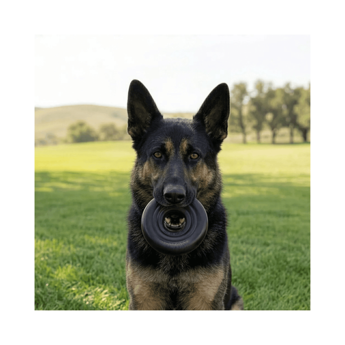 KONG Extreme Donut robust tyggelegetøj i naturgummi til hund