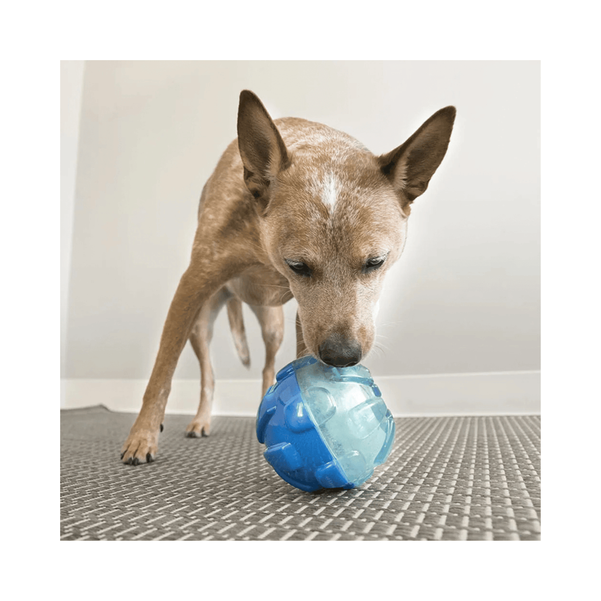KONG Reward Ball Large Ø12 cm blå aktiveringsbold og godbidsdispenser til hund