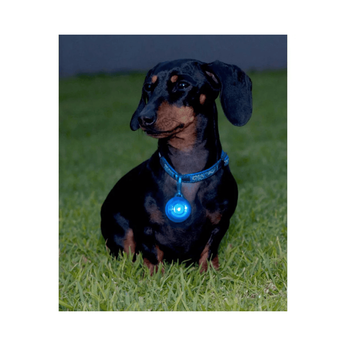Rogz RogLite Blinklys til Hund