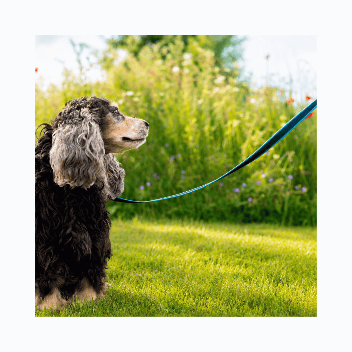 Walk'it lyseblå anti-slip sporline med håndtag til hundetræning