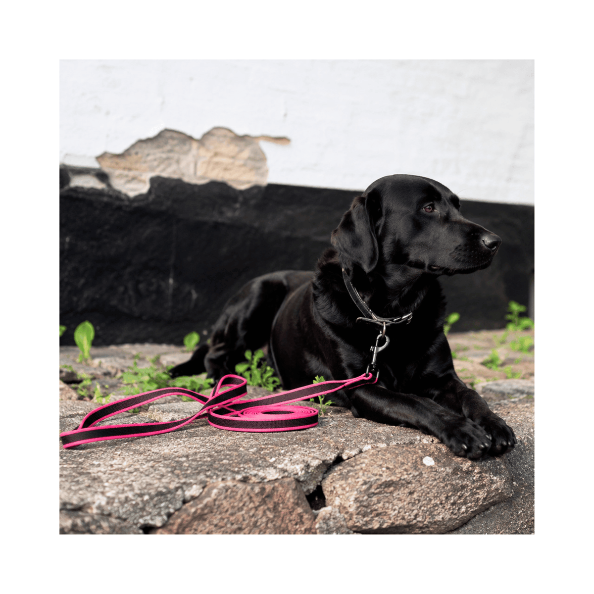 Walk'it pink anti-slip sporline med håndtag til hundetræning
