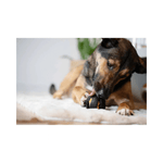 Zeus ChewChasers Treat Ball sort godbidsbold i naturgummi til hund