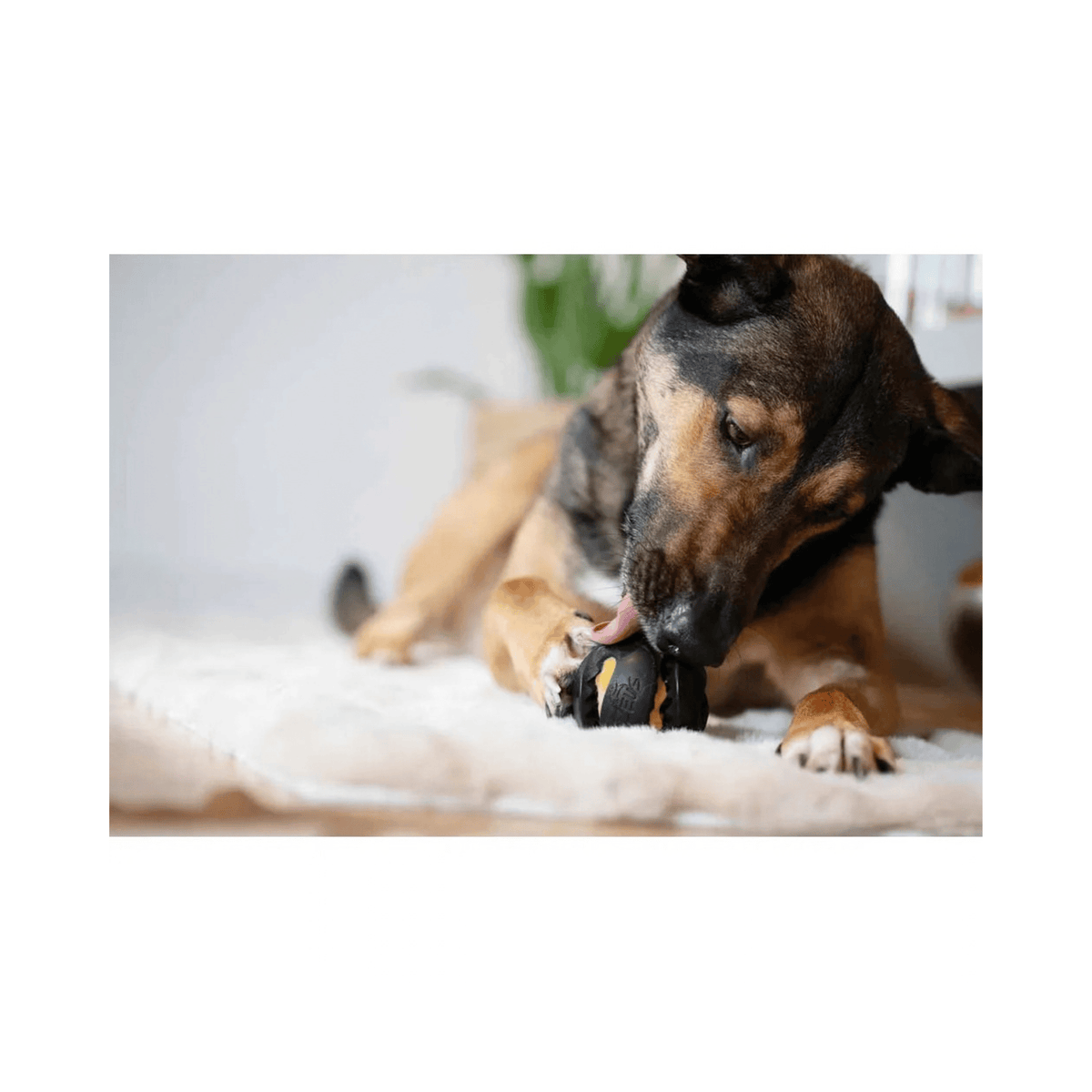 Zeus ChewChasers Treat Ball sort godbidsbold i naturgummi til hund