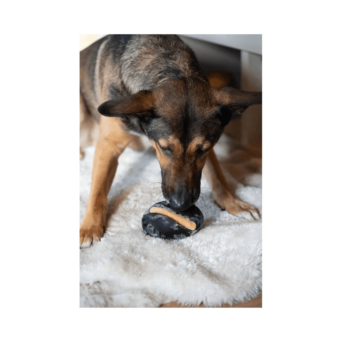 Zeus ChewChasers Treat Rugby Ball sort aktiveringslegetøj i naturgummi til hund