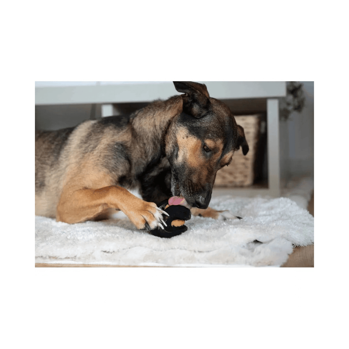 Zeus ChewChasers Treat Rugby Ball sort aktiveringslegetøj i naturgummi til hund