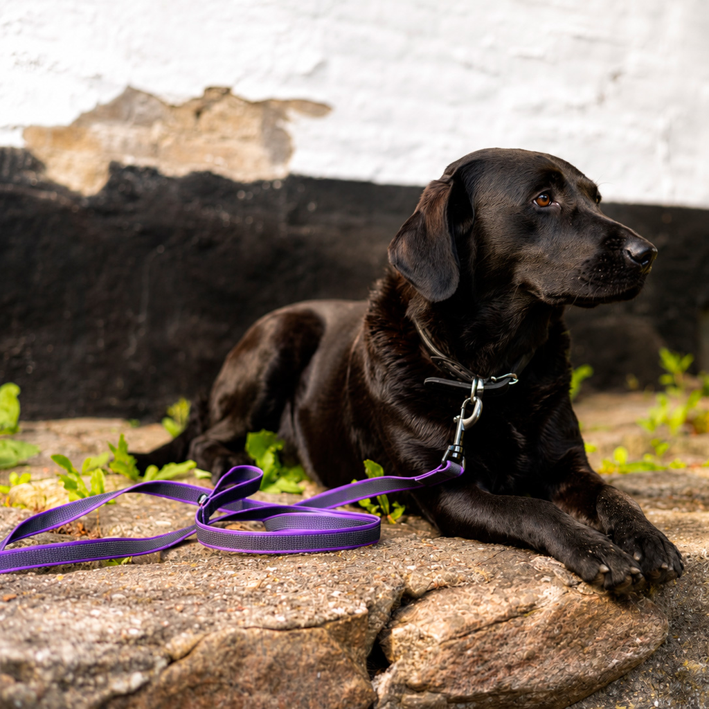 Walk'it lilla anti-slip sporline med håndtag til hundetræning