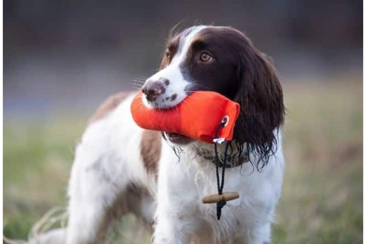 Fenriz by Procyon Dummy Orange – til apportering og jagttræning