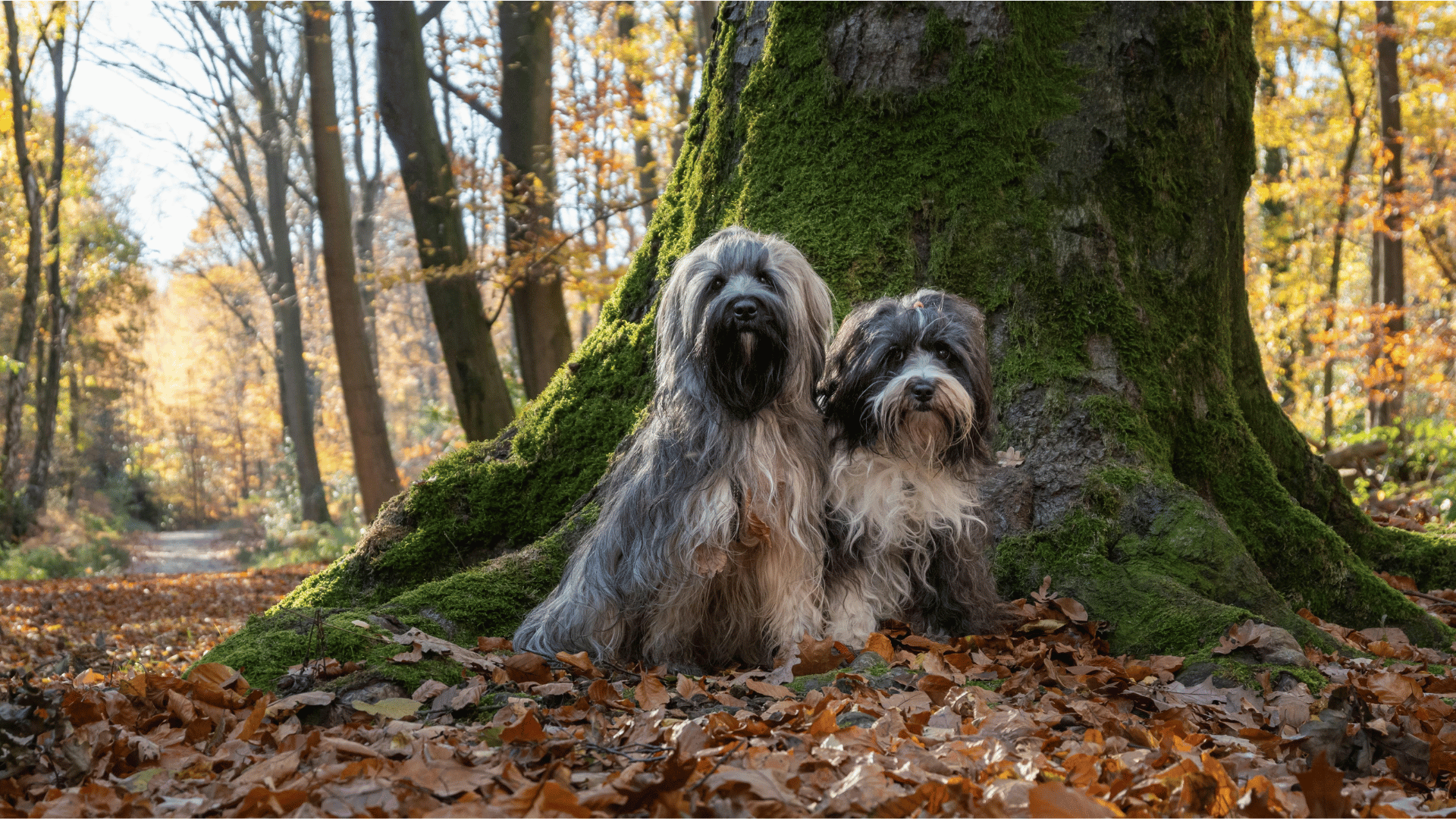 fetchpriority="high"