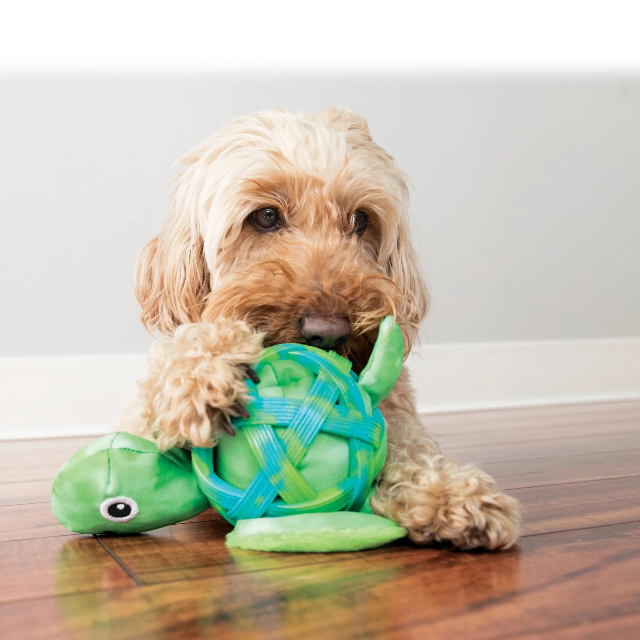 KONG Sea Shells Skildpadde - udgår - FjeldgaardShop.dk KONG KONG