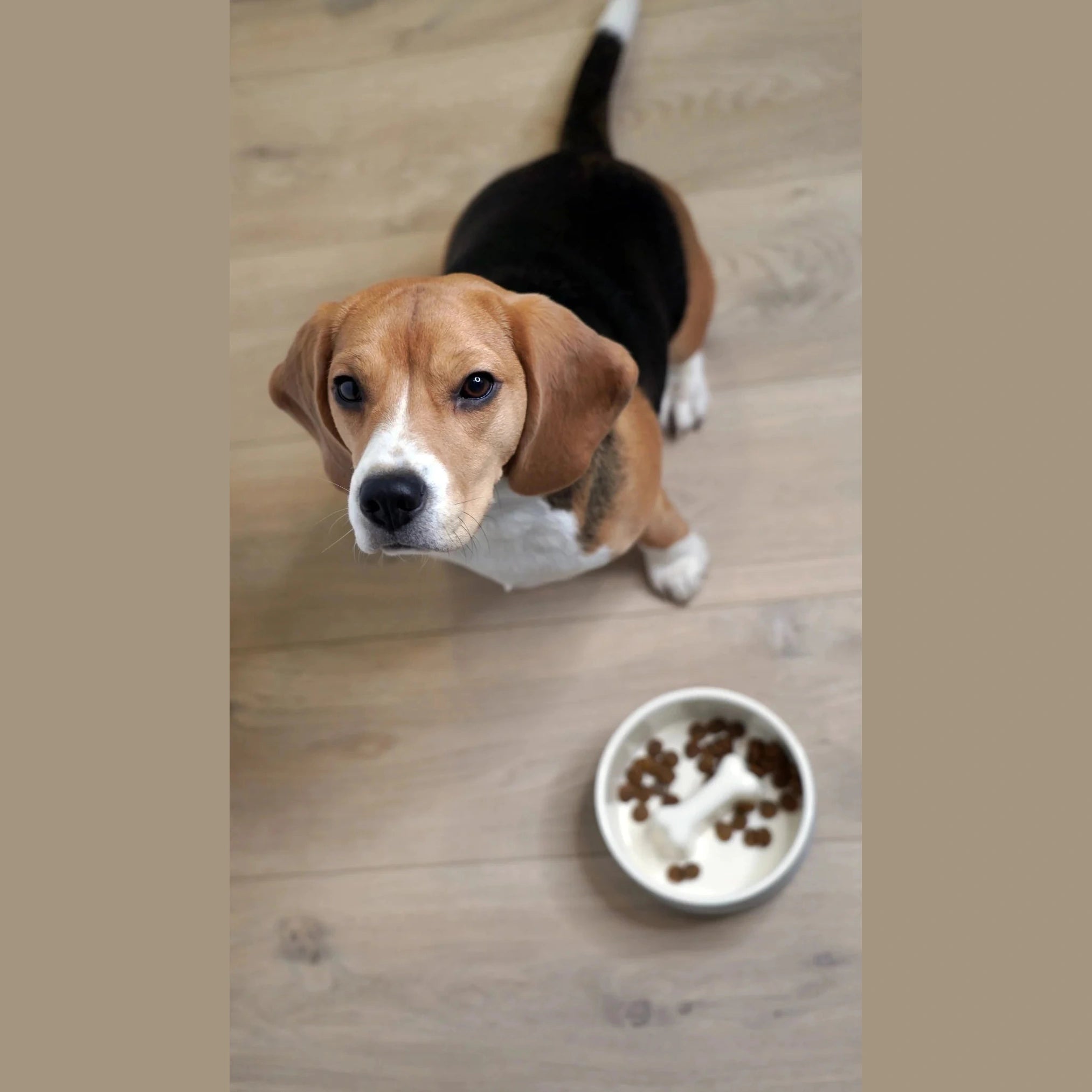 PAIKKA Slow Feed Bowl – Sort - FjeldgaardShop.dk Hundeskåle & foderautomater Paikka