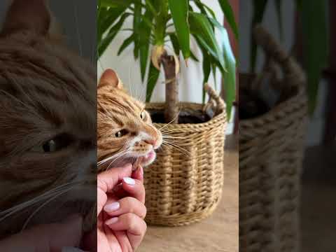 Feed’it & Treat Pure - Struds