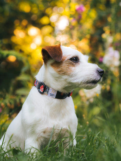 Woolly Wolf Collar WILD ROSE