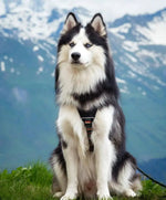 Woolly wolf Woodland hundesele Xsmall by Woolly Wolf